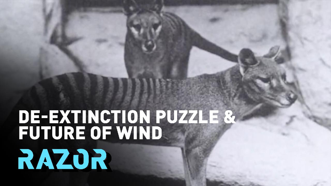 De-extinction Puzzle and Future of Wind: RAZOR full episode - CGTN