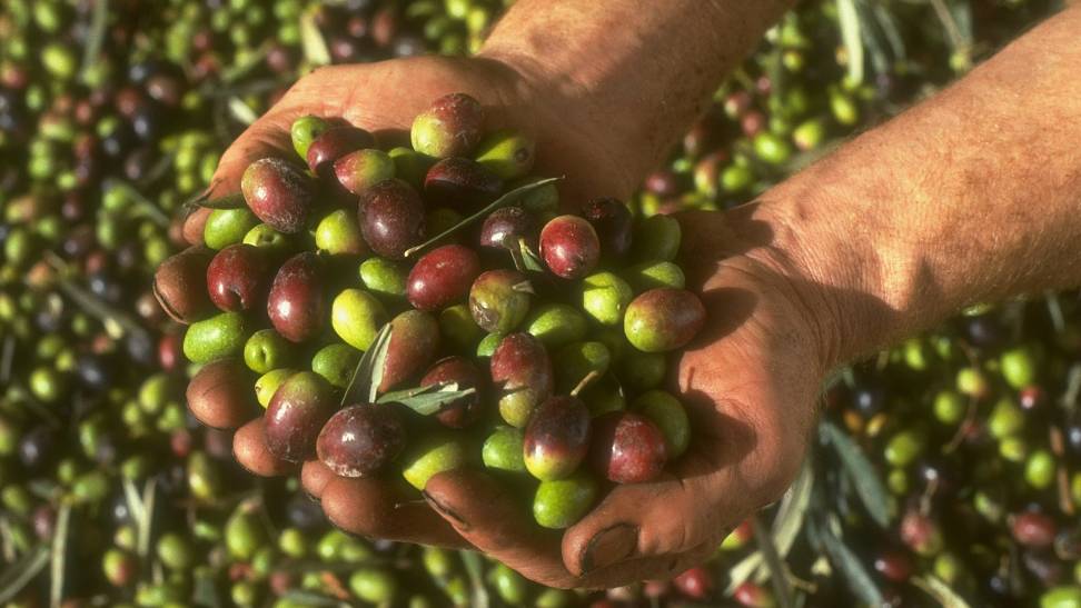 This year's olive harvest in Andalucia has been 