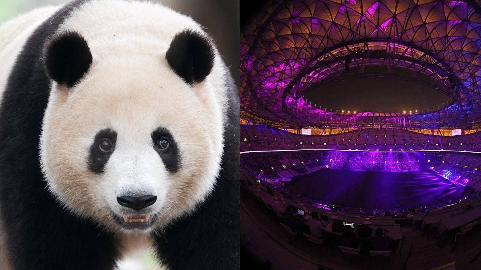China is gifting Qatar, the the FIFA World Cup 2022 hosts, two giant Chinese pandas. /CFP