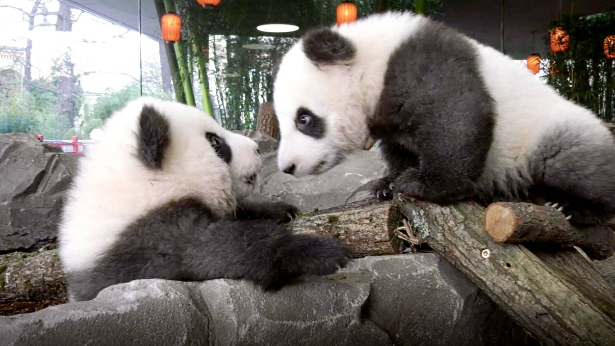 The Pandas at Berlin Zoo are a massively popular attraction. /CGTN