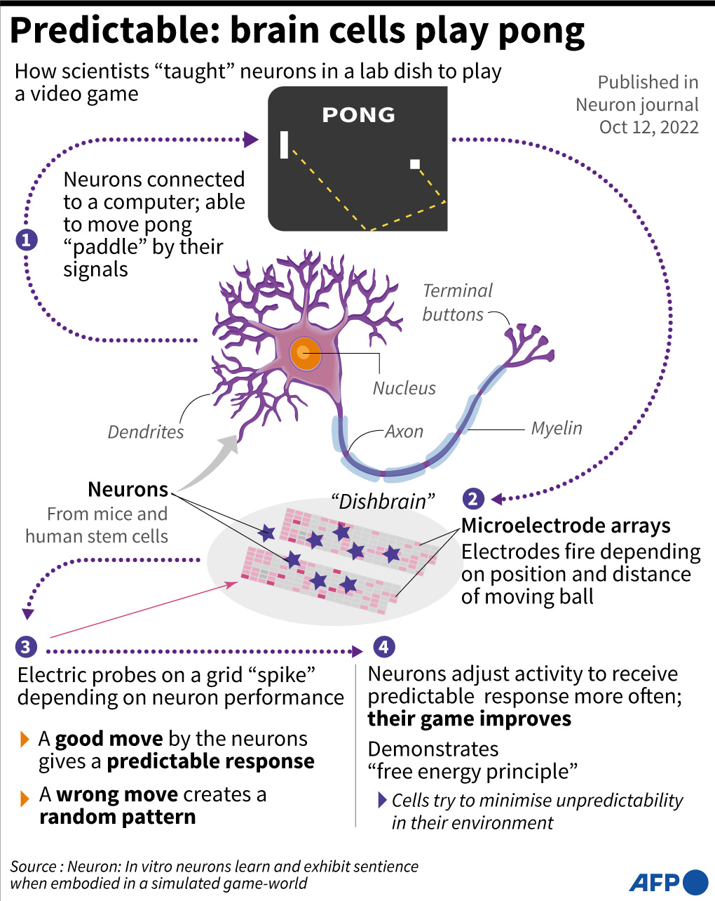 Researchers teach brain cells in a dish to play 'video game'