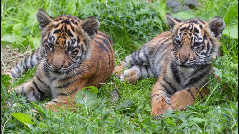 The new cubs represent a big boost to saving the endangered Sumatran tiger./ ZSL LONDON ZOO