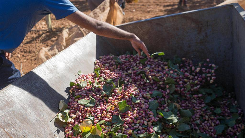 Pistachios being harvested in Ciudad Real, Castilla La Mancha, Spain. /Patricia Galiana/Europa Press /AbacaPress.com