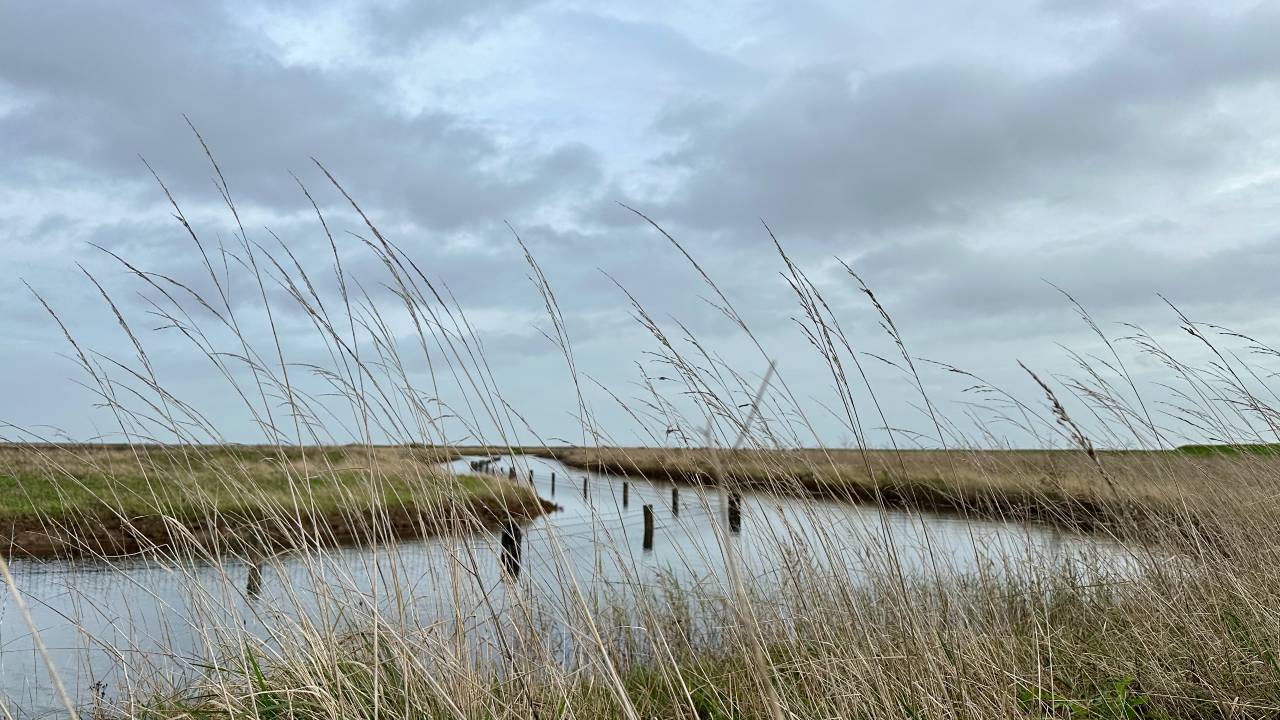 Wallasea Island Nature Reserve has become the biggest salt marsh restoration project in the UK. /CGTN Europe