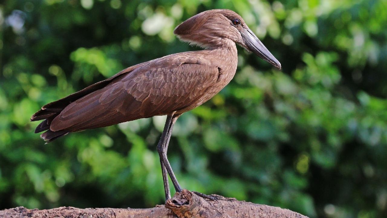 Berlin Zoo latest casualty of avian flu outbreak in Europe - CGTN