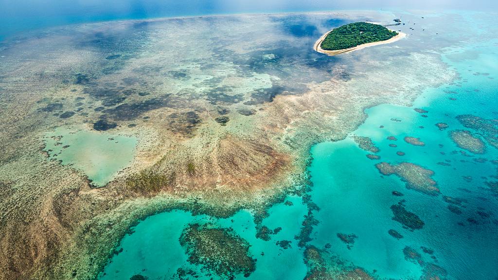 A UN-backed mission has recommended that the Great Barrier Reef should be put on a list of world heritage sites in danger. /CFP