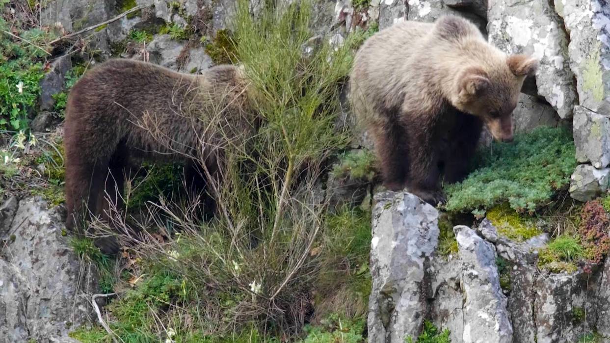 The number of Cantabrian bears living in Spain has nearly quadrupled since the 1990s. /CGTN Europe