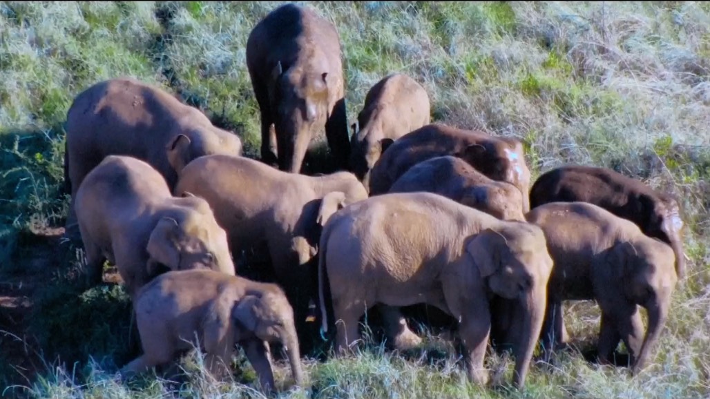 Meteor shower, 'elephant dads' and snow festival: China Quick Take - CGTN