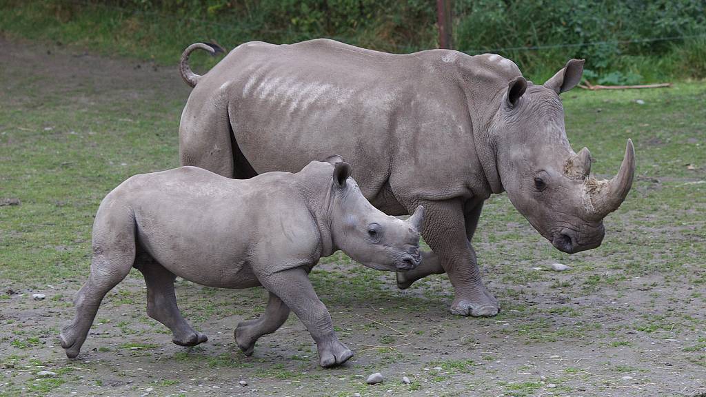 Nature's Safe has stored samples of animals, including the Southern white rhino. /Tim Clayton/Corbis/VCG