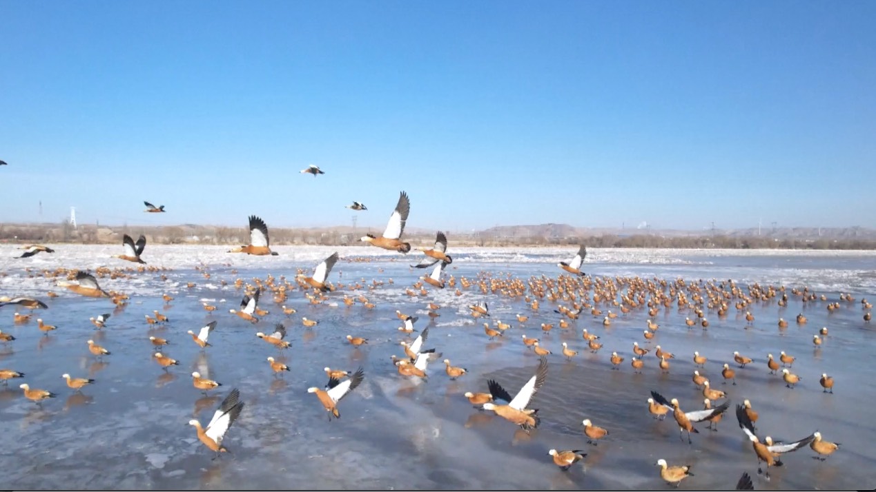 Flocks of migratory birds have been spotted landing and resting in various wetlands across China. /CCTV