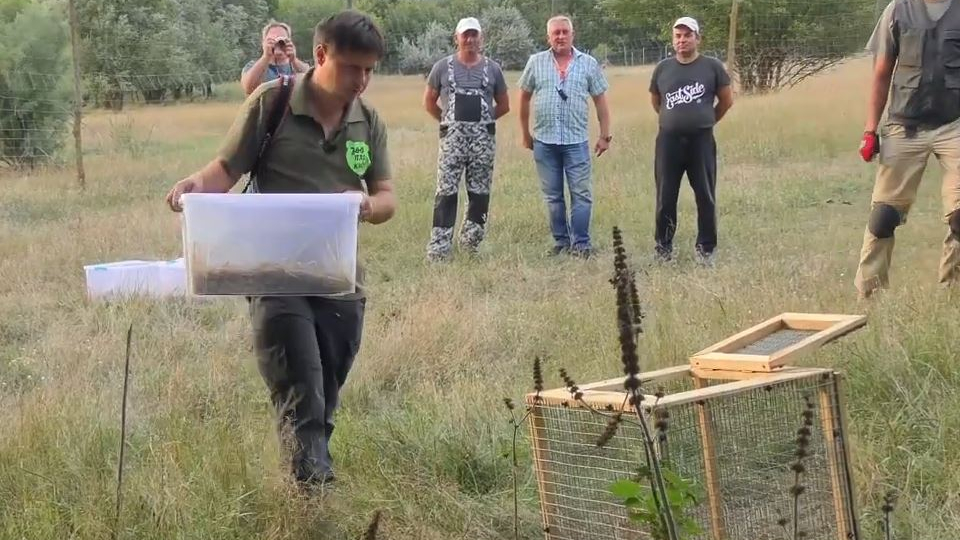 The rodents start adapting to the wild in special cages. /Rewilding Ukraine