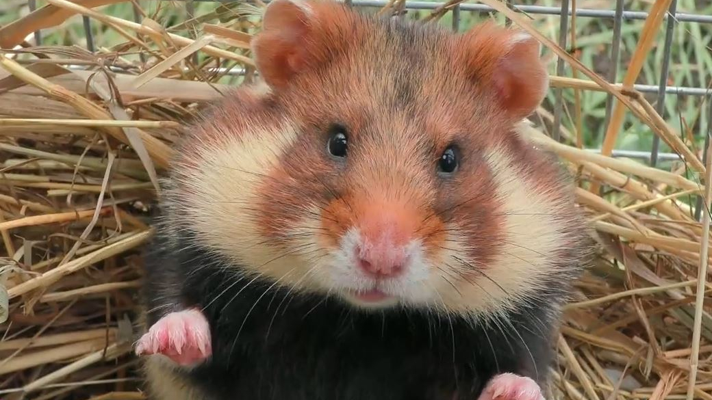 Numbers of European hamsters in Ukraine are on the rise thanks to conservation projects. /Rewilding Ukraine