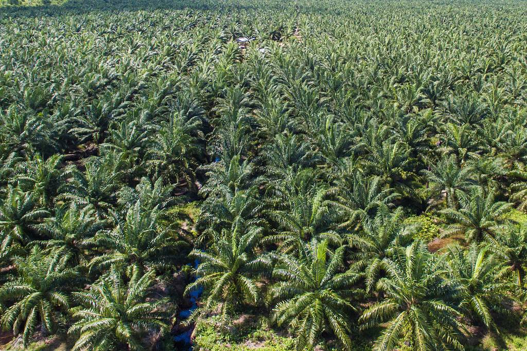 The EU and the UK imported $5.4 billion worth of palm oil in 2020. /Yusnizam/Getty Creative/CFP