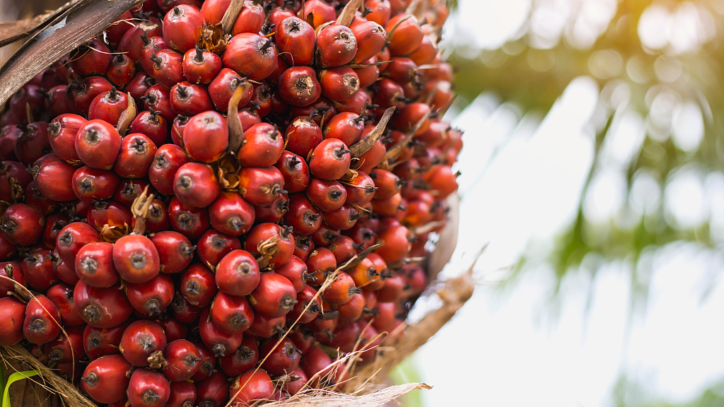 The EU is the world's third-largest palm oil consumer. /Chaunpis/Getty Creative/CFP