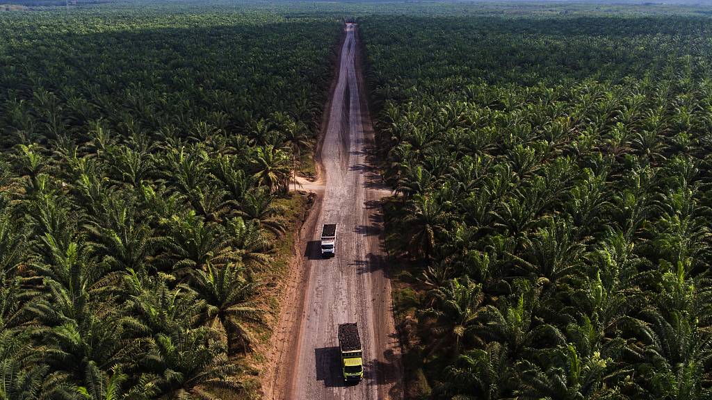 Malaysia says it could stop exporting palm oil to the European Union. /Afriadi Hikmal/Getty Creative/CFP