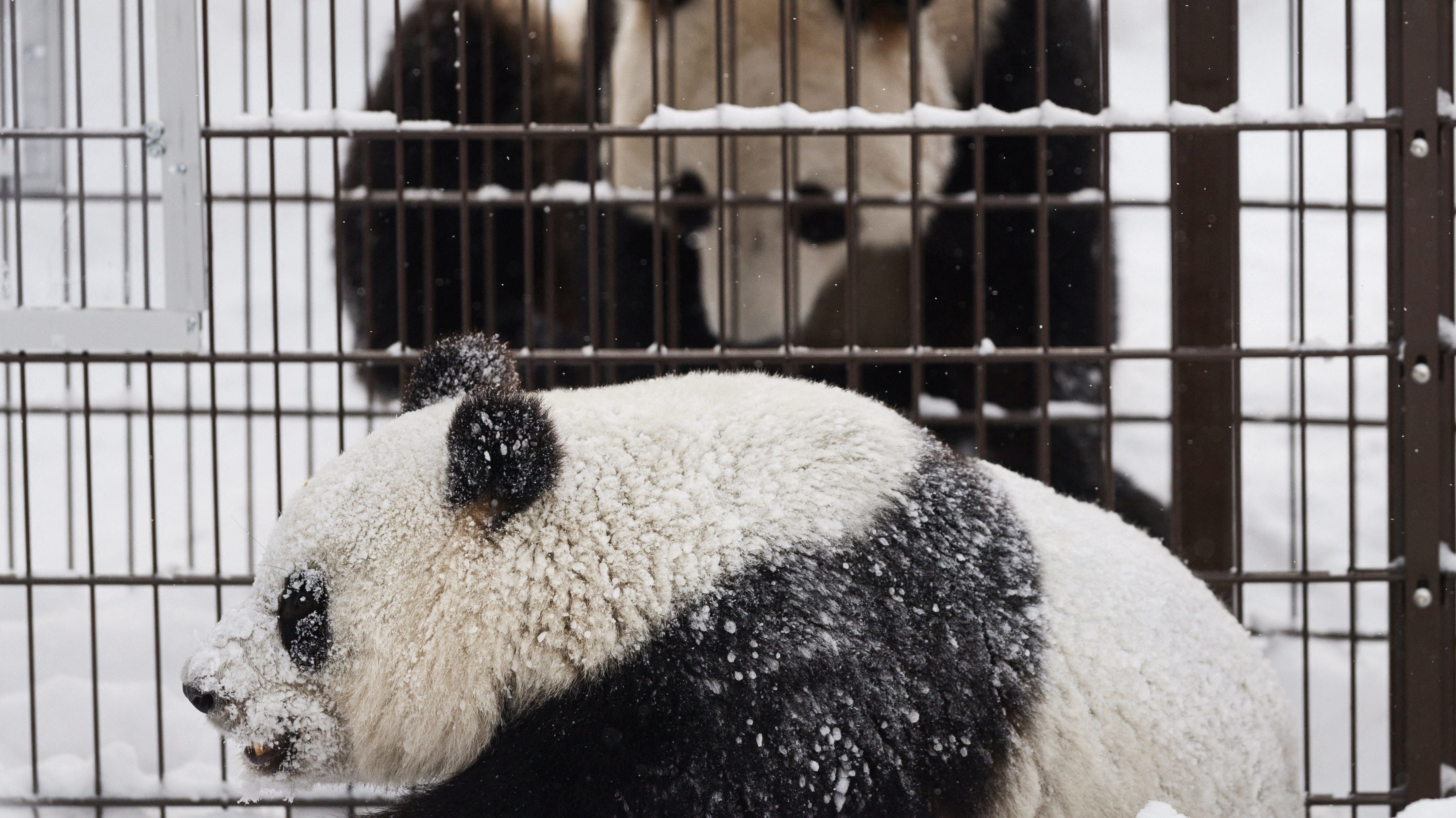 The zoo will make a final decision on the pandas next month. /Lehtikuva/Roni Rekomaa