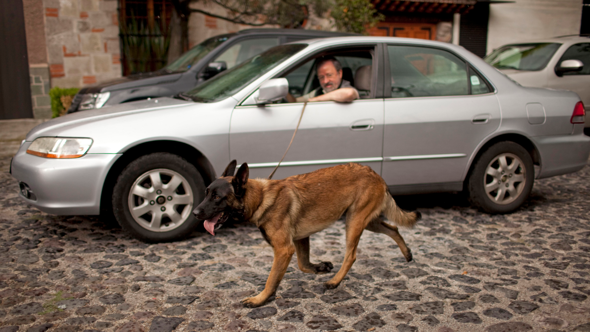 https://newseu.cgtn.com/news/2023-02-04/Top-dog-World-s-smartest-dog-breeds-revealed-1h1cnIYI6as/img/d084c53e167f44008544f1bdd8198acf/d084c53e167f44008544f1bdd8198acf-1920.png