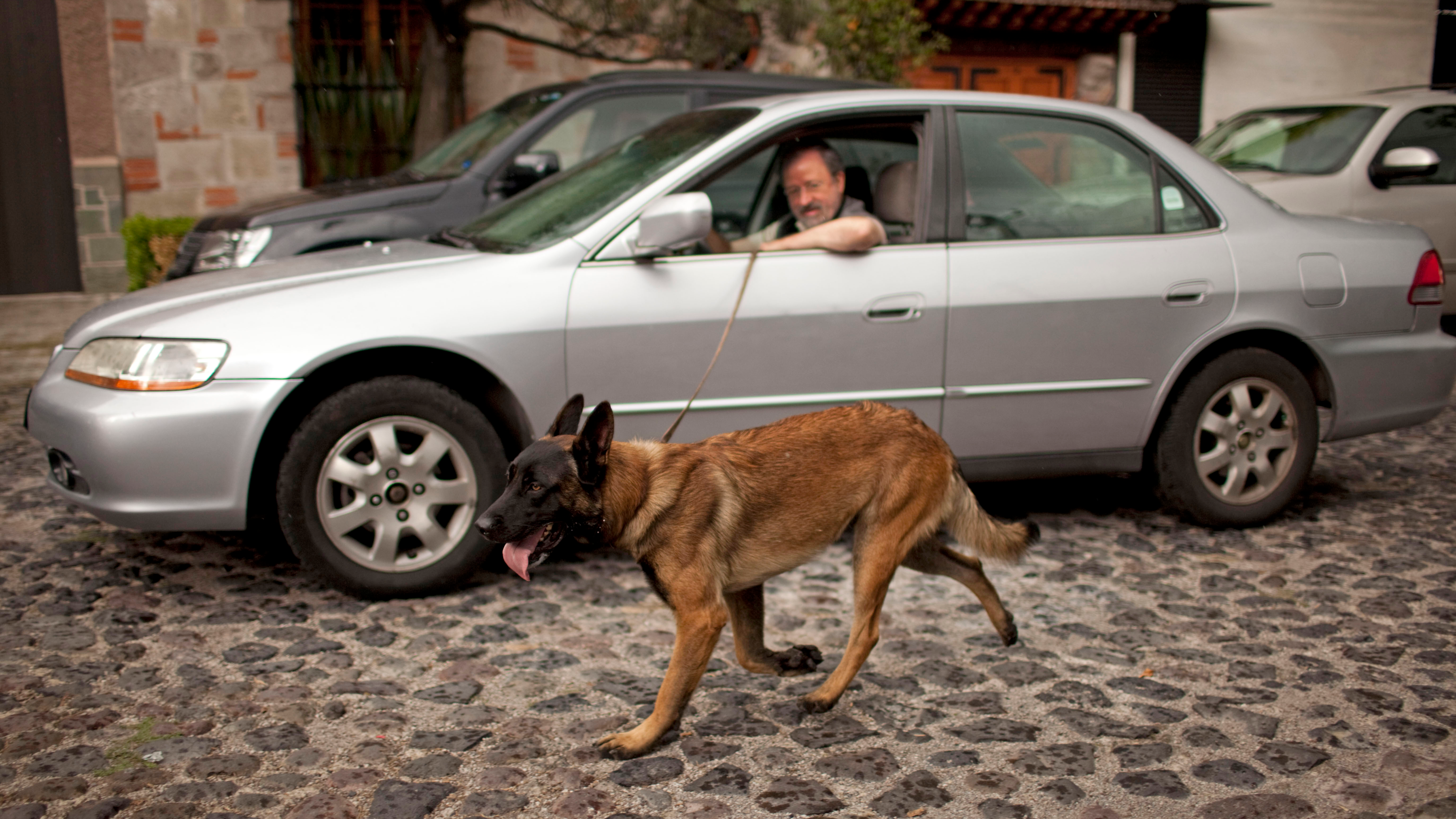 A man uses his car to walk his Belgian Shepherd malinois in Mexico City./Ivan Pierre Aguirre/AP