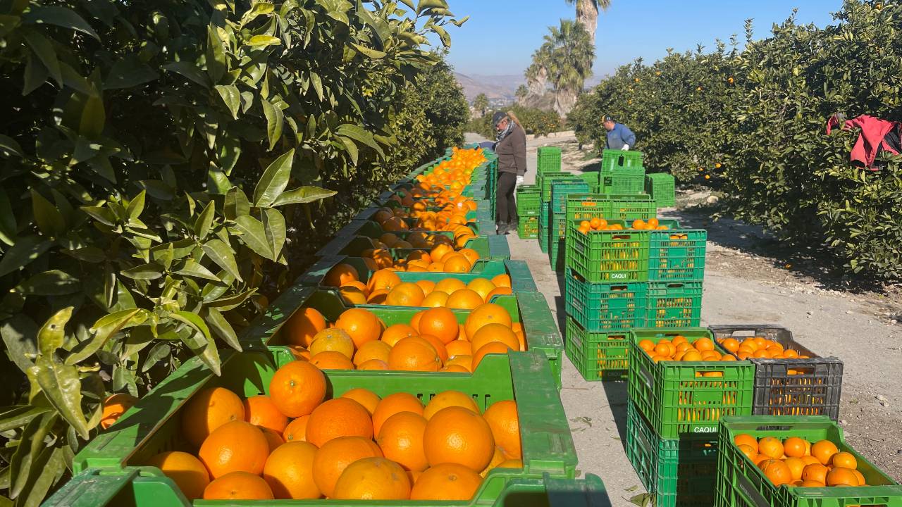 Too much rainfall at the wrong points in the season are leading to lower orange yields. /CGTN Europe 