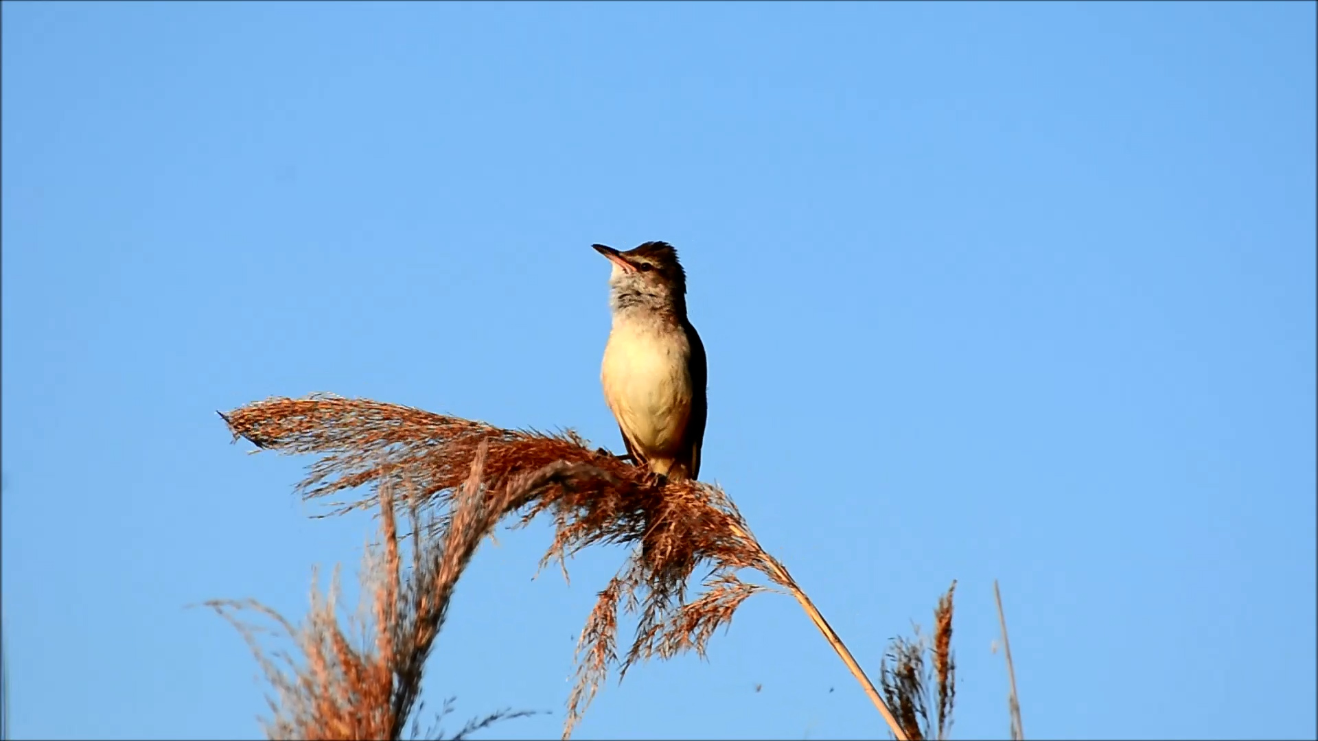 Bird chirping is used to record the health of the habitat in the Neusiedl National Park./ CGTN