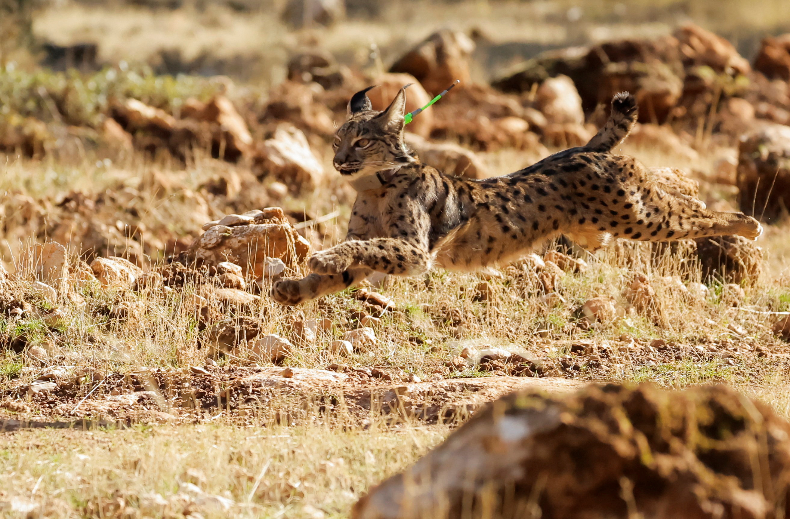 A female Iberian lynx named Solera is released with other four lynxes, as part of the European project 'Life LynxConnect'. /Jon Nazca/Reutes