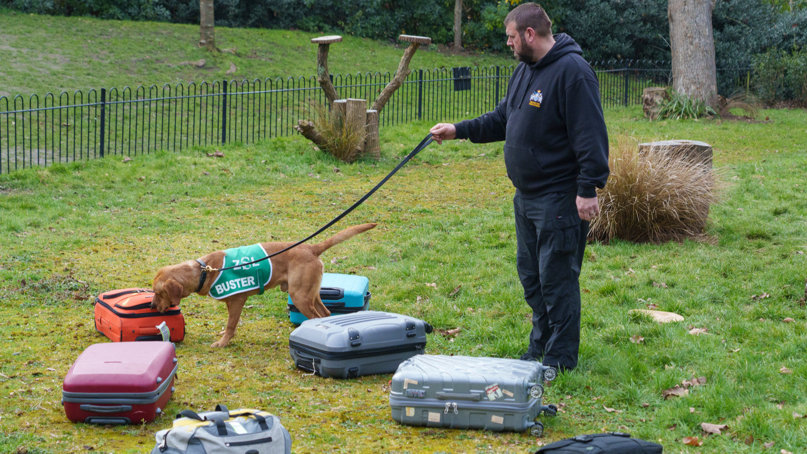 The dogs have undergone training to help them sniff out the scent of pangolins at airports, ports and roads. /ZSL