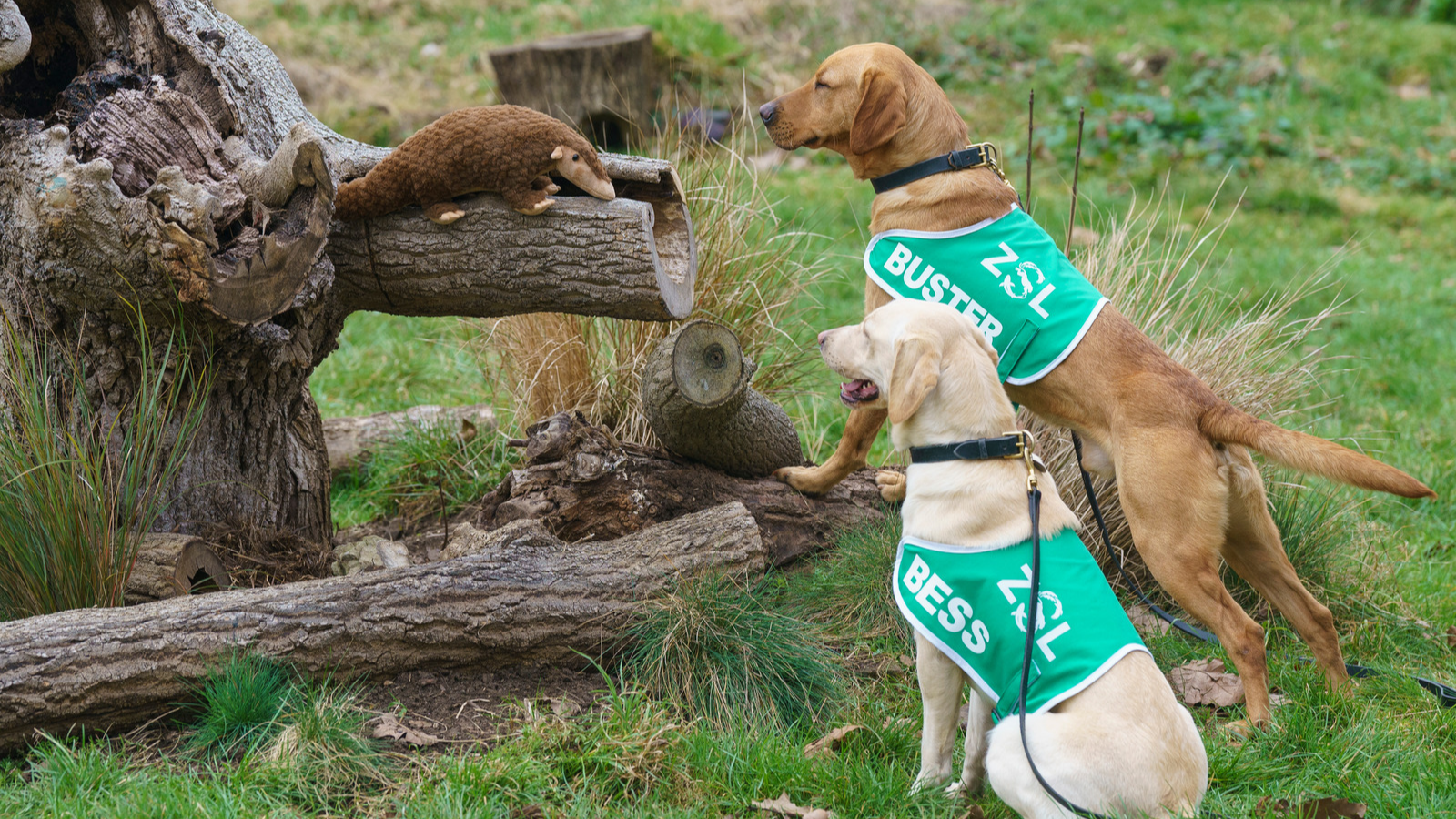 Two labradors, Buster and Bess, have been trained to sniff out and save pangolins being smuggled in Thailand. /ZSL 
