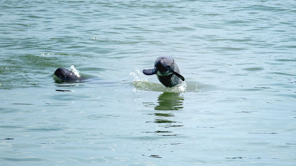 A mother finless porpoise jumping out of the water on Yangtze River in Yichang City, Hubei Province. /CFP