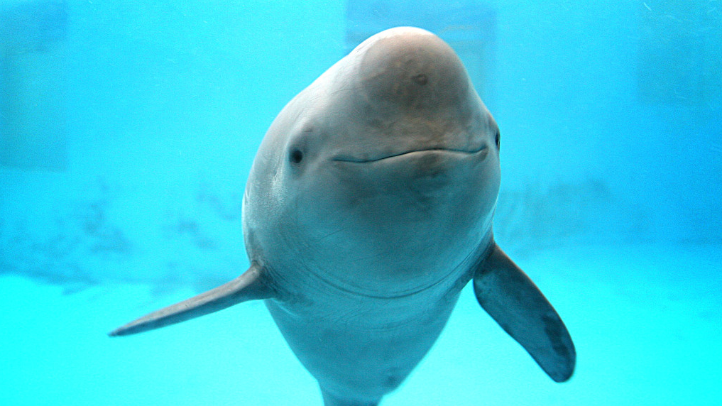 A photo of the Yangtze River finless porpoise, known as the 