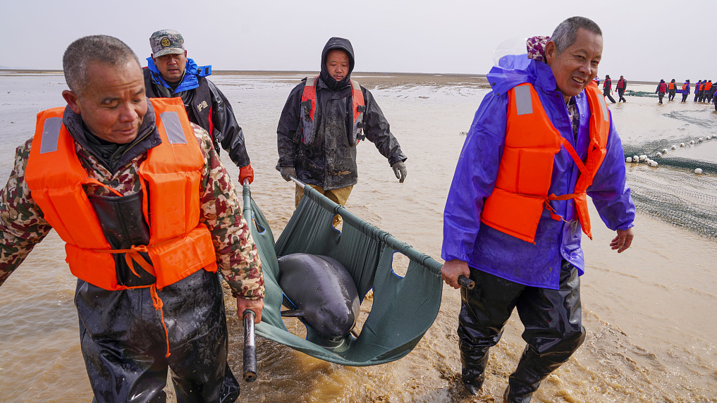 Staff carry a finless porpoise for physical examination before relocating to natural reserve in Jiangxi Province on February 14, 2023. /CFP 