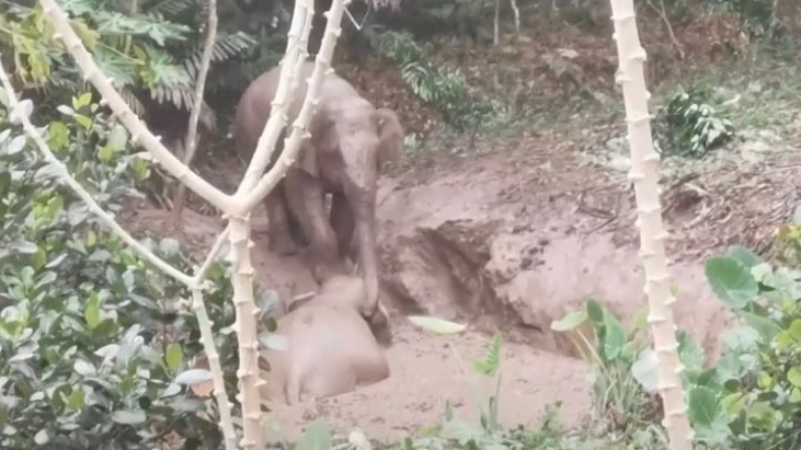 Police stepped in to save the elephant after its friends failed in a desperate attempt. /CGTN