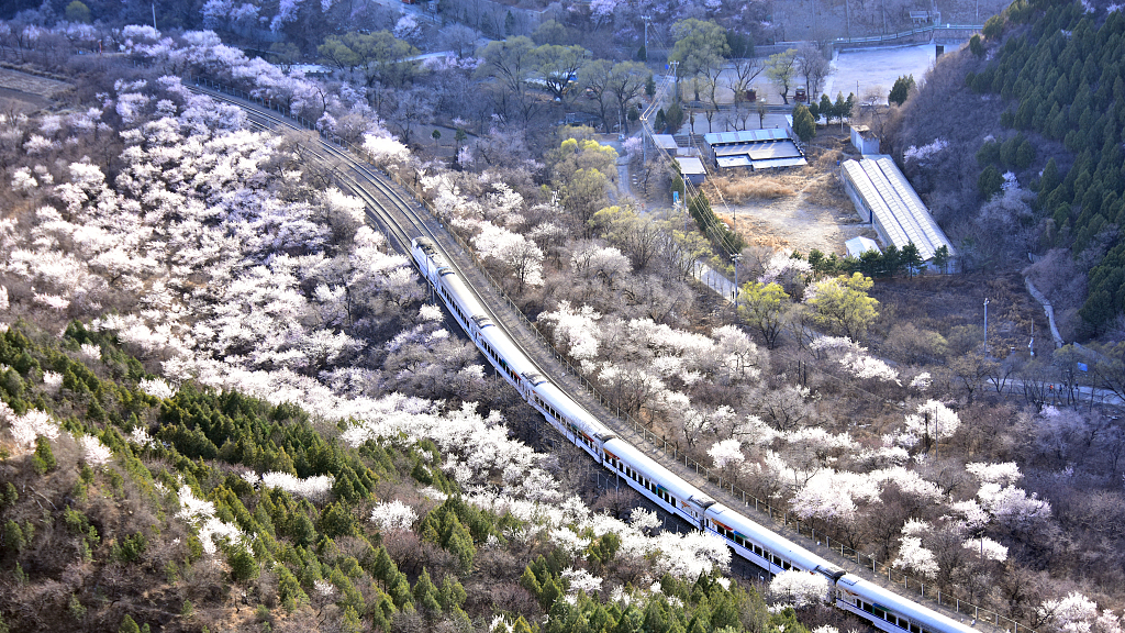 A train travels through blossoms in Beijing's suburb on March 18, 2023. /CFP