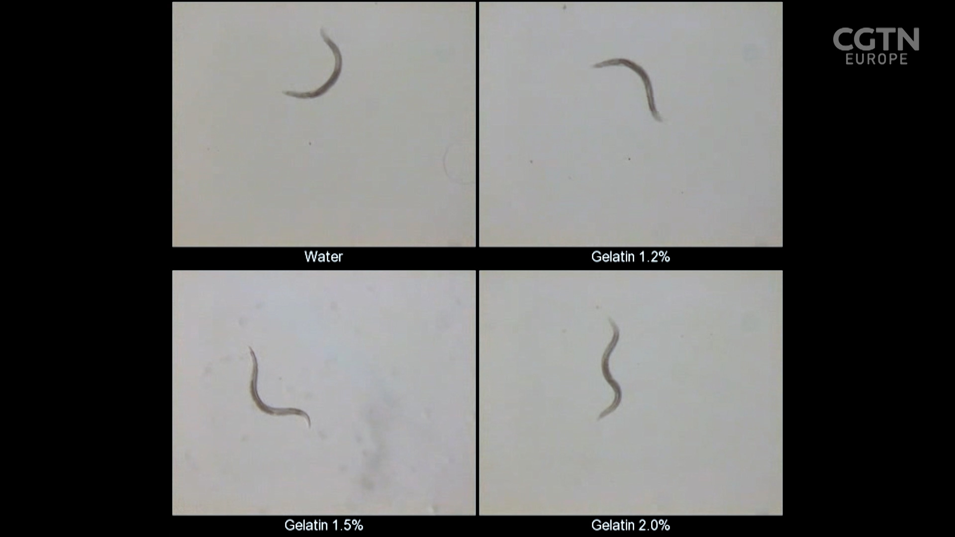 Worms under observation at the University of Leeds. /CGTN/
