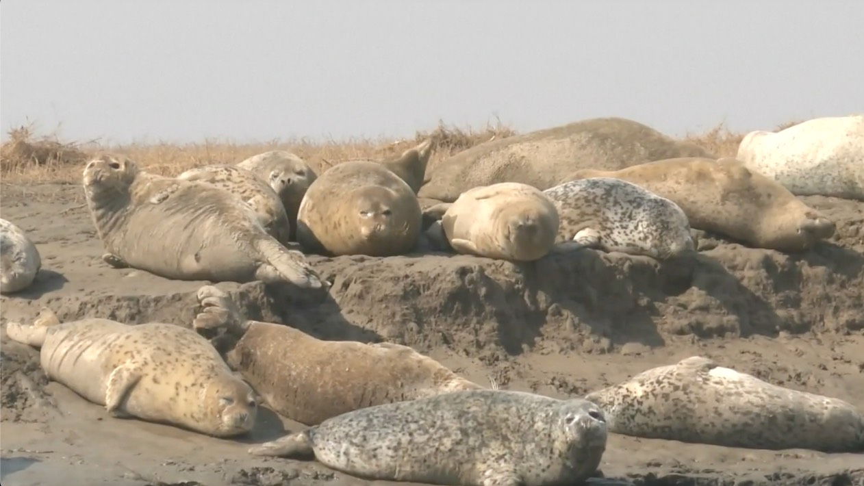 Under the first-class national protection in China, spotted seals are dubbed 'the elves of the Bohai Sea'. /CCTV