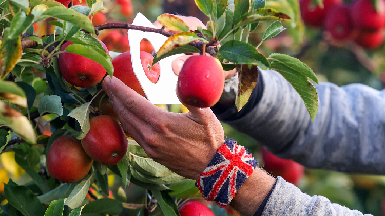 UK farmers diversify amid rising energy cost and labor shortages - CGTN