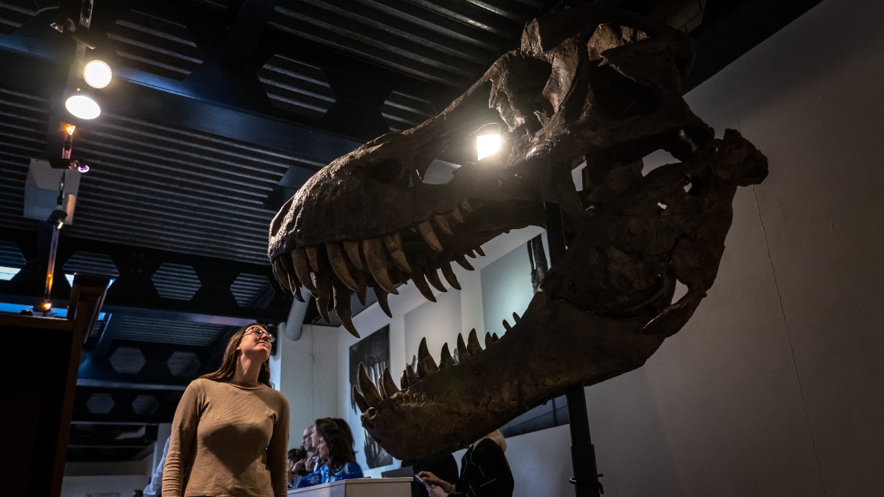 The skull of T-Rex skeleton 'Trinity' grins down at a women before the auction – and now the buyer has reassured the public that it will keep the skeleton on show. /Fabrice Coffrini/AFP