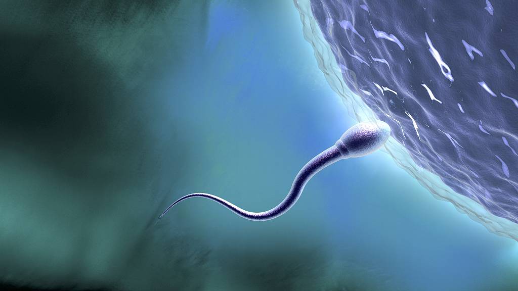 An artist's interpretation of a male human sperm fertilizing a female egg. /Matthias Kulka/Getty Creative