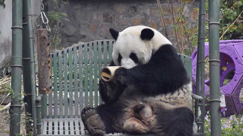 Meng Lan relaxes at Beijing Zoo. /CFP