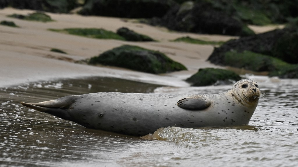 A seal rests on the beach in Ostend where volunteers from the North Seal Team protect them. /John Thys/AFP