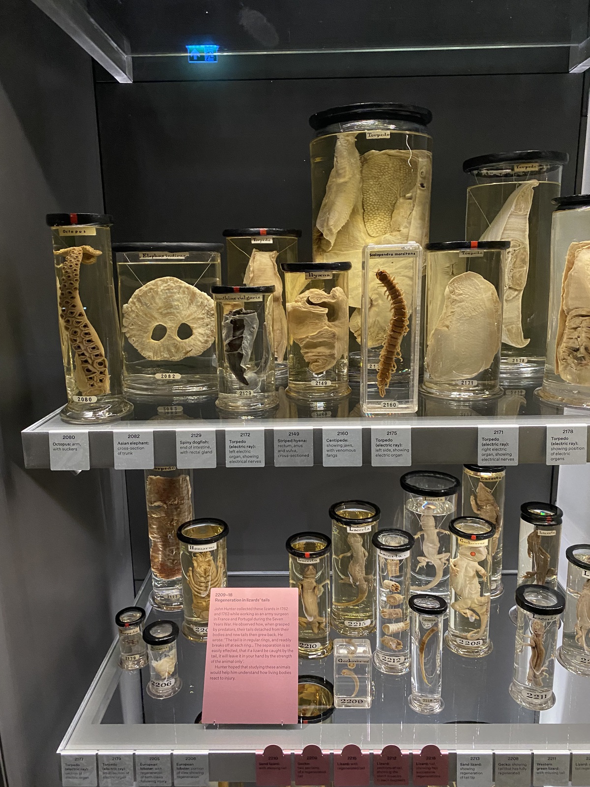 18th century human and animal specimens on display. 