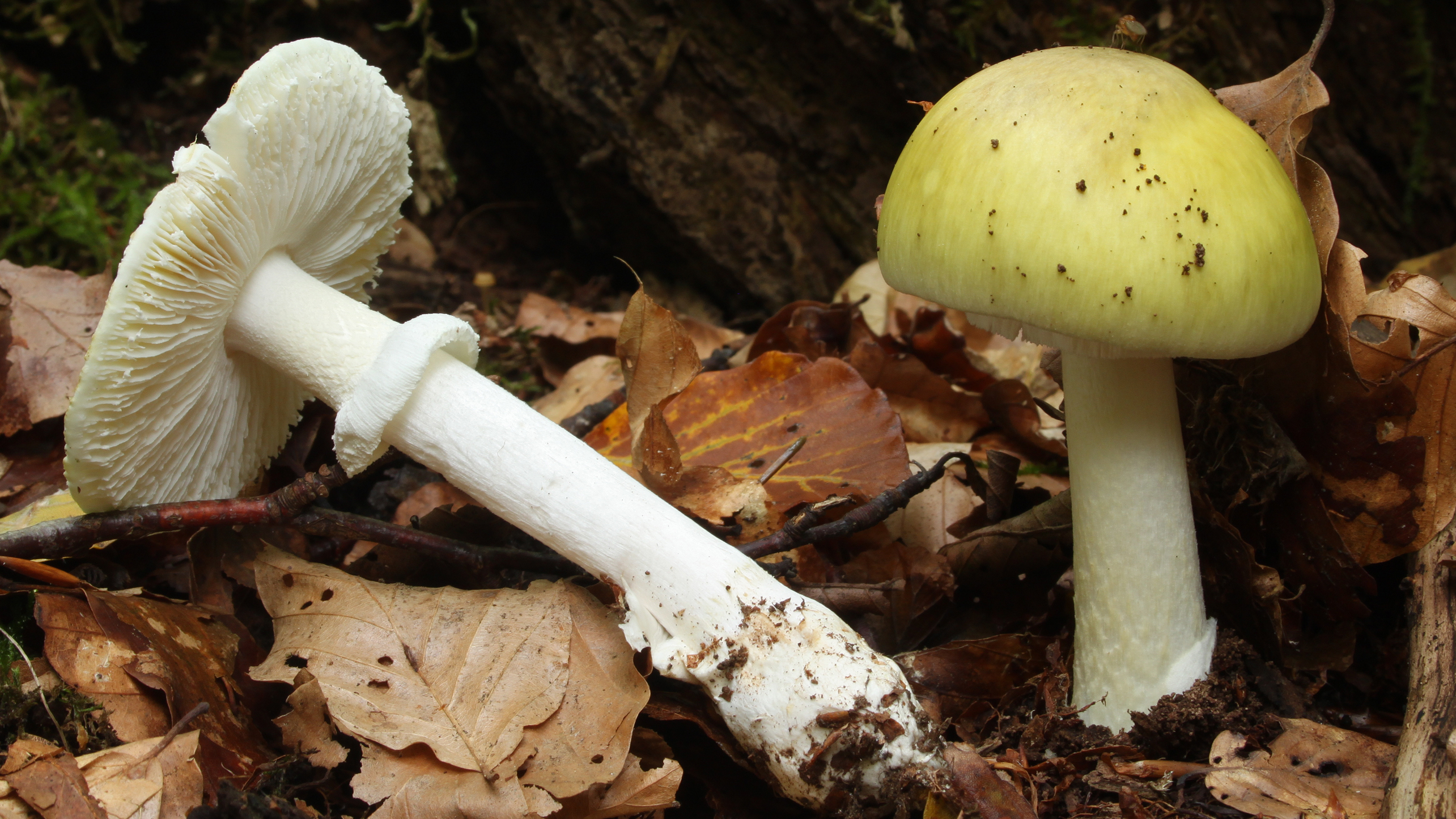The death cap is common in the UK and mainland Europe 