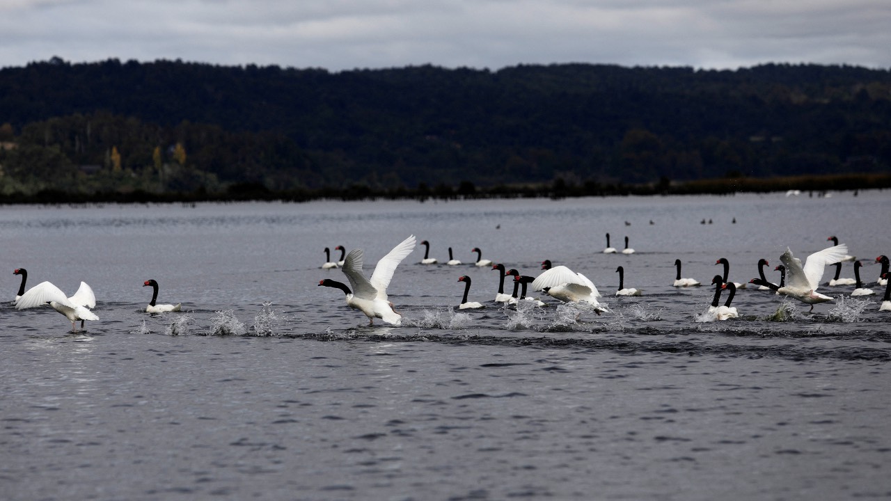 A black-necked swan flock at a nature sanctuary outside Valdivia, Chile. /Juan Gonzalez/Reuters