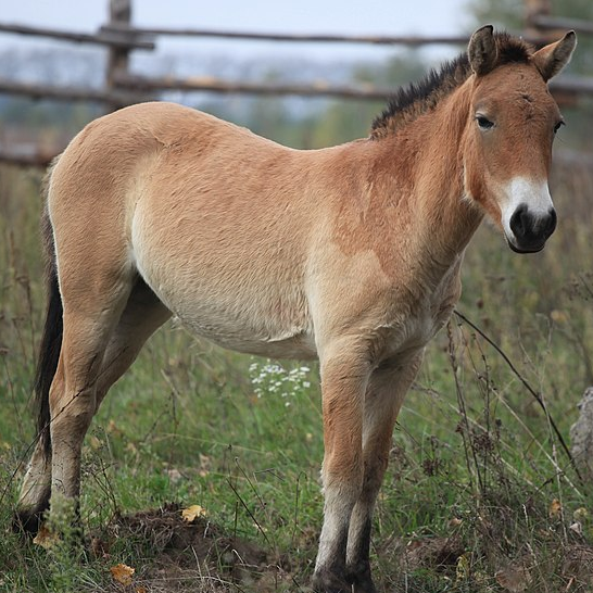 UK zoo welcomes birth of endangered Mongolian wild horses - CGTN