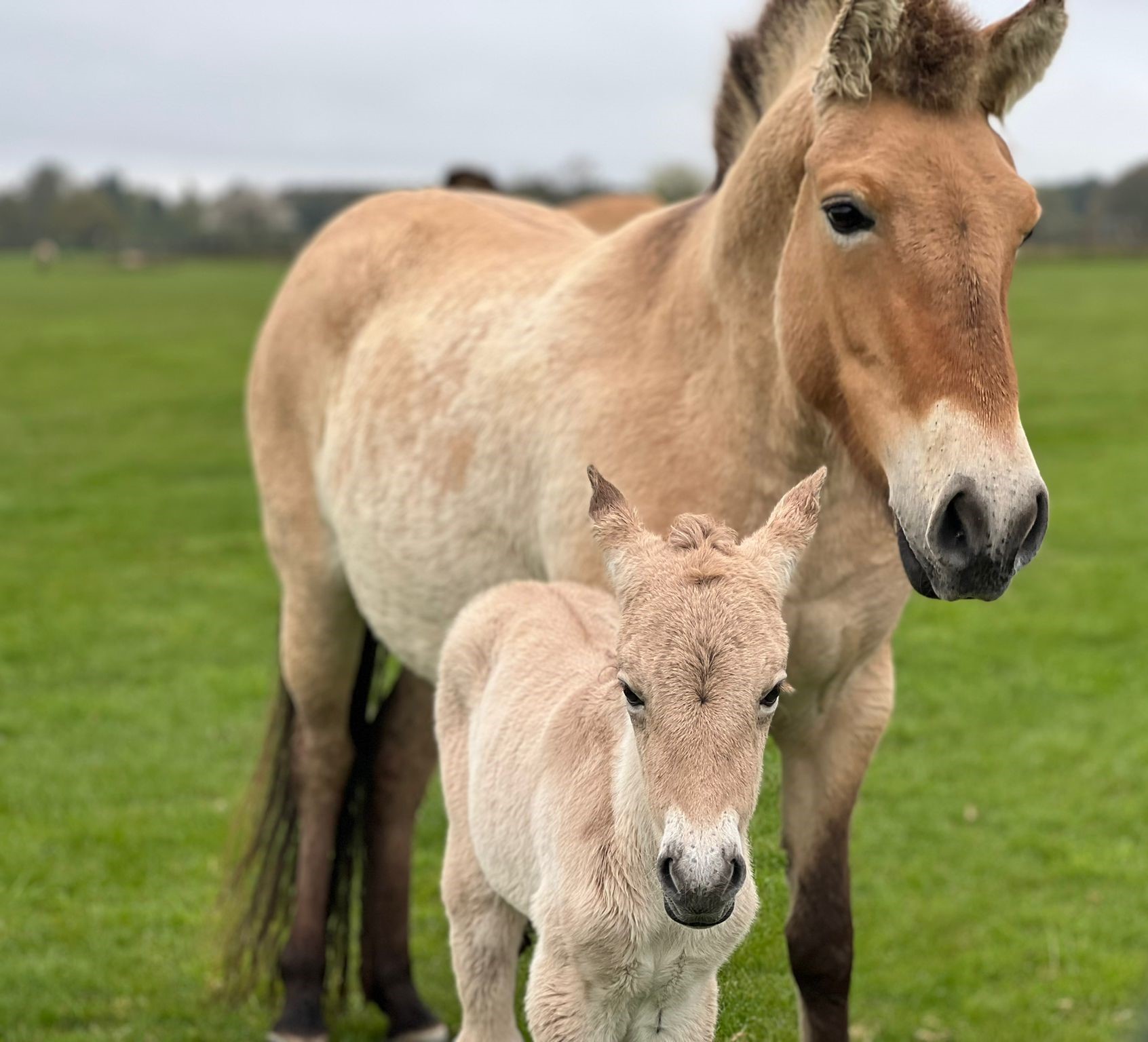 Endangered Przewalski's foal with mum Shargahan. /Whipsnade Zoo