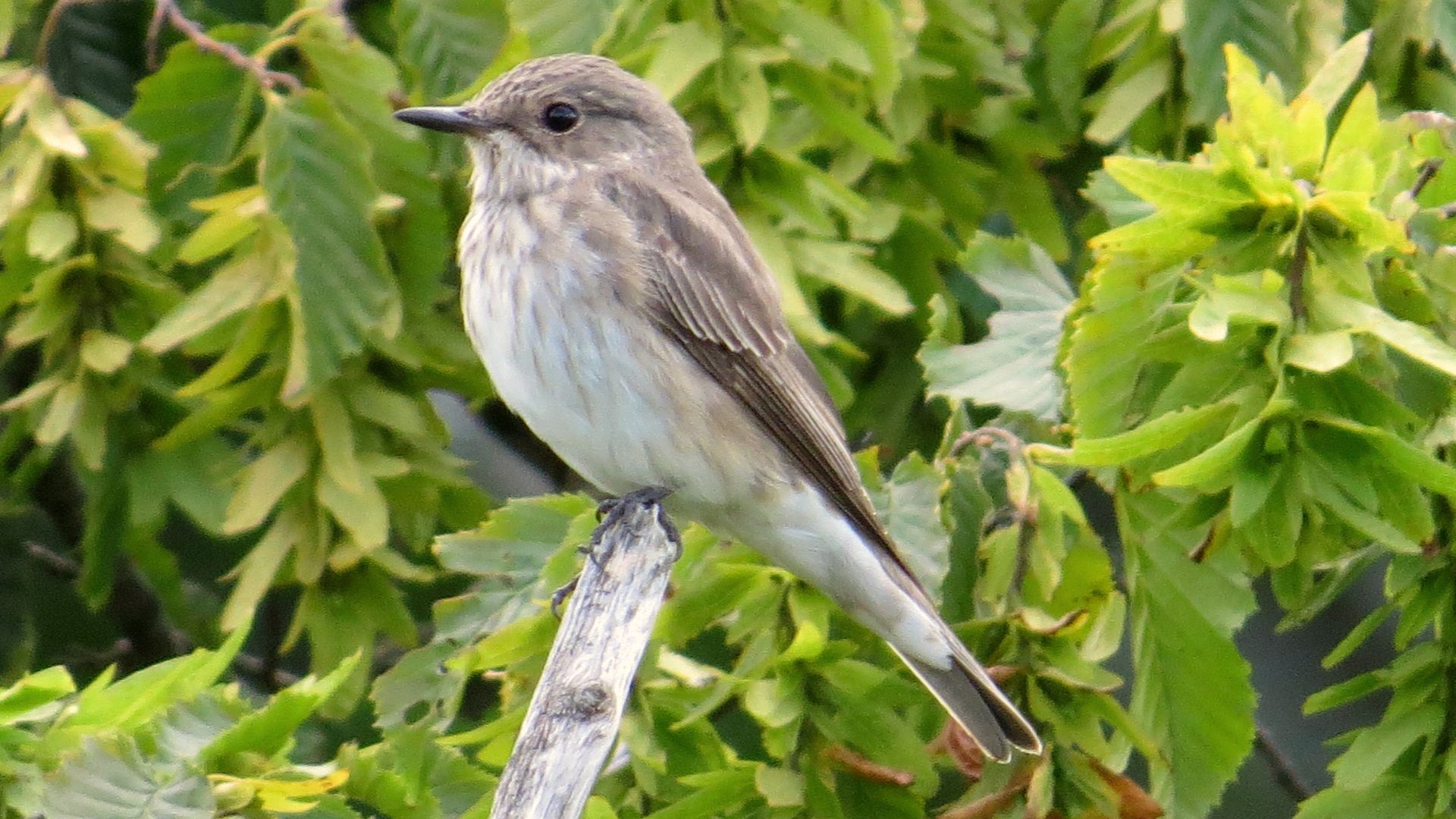 The spotted flycatcher has seen a precipitous decline in numbers. /MPF/Creative Commons