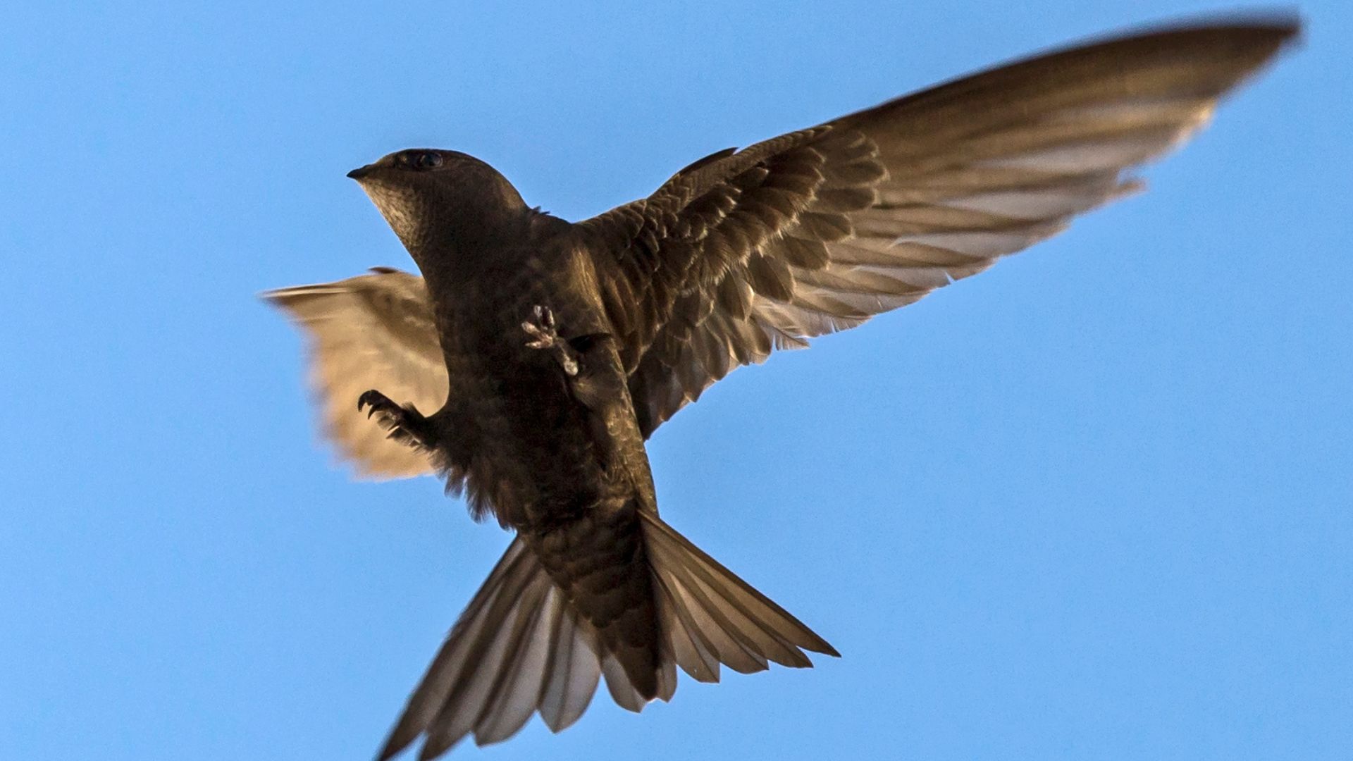 A common Swift flying to its nest. /AlexeySokolov1971