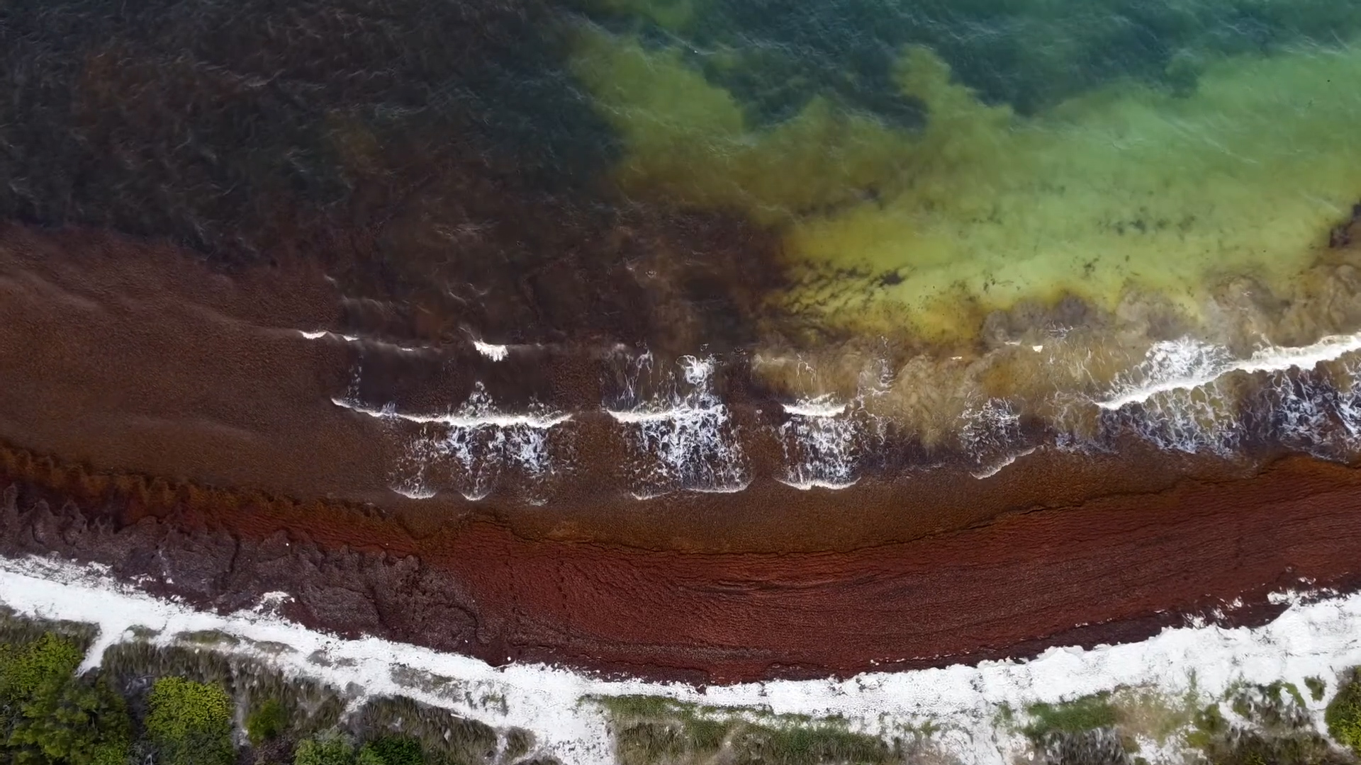 Aerial view of sargassum on beach. /CGTN
