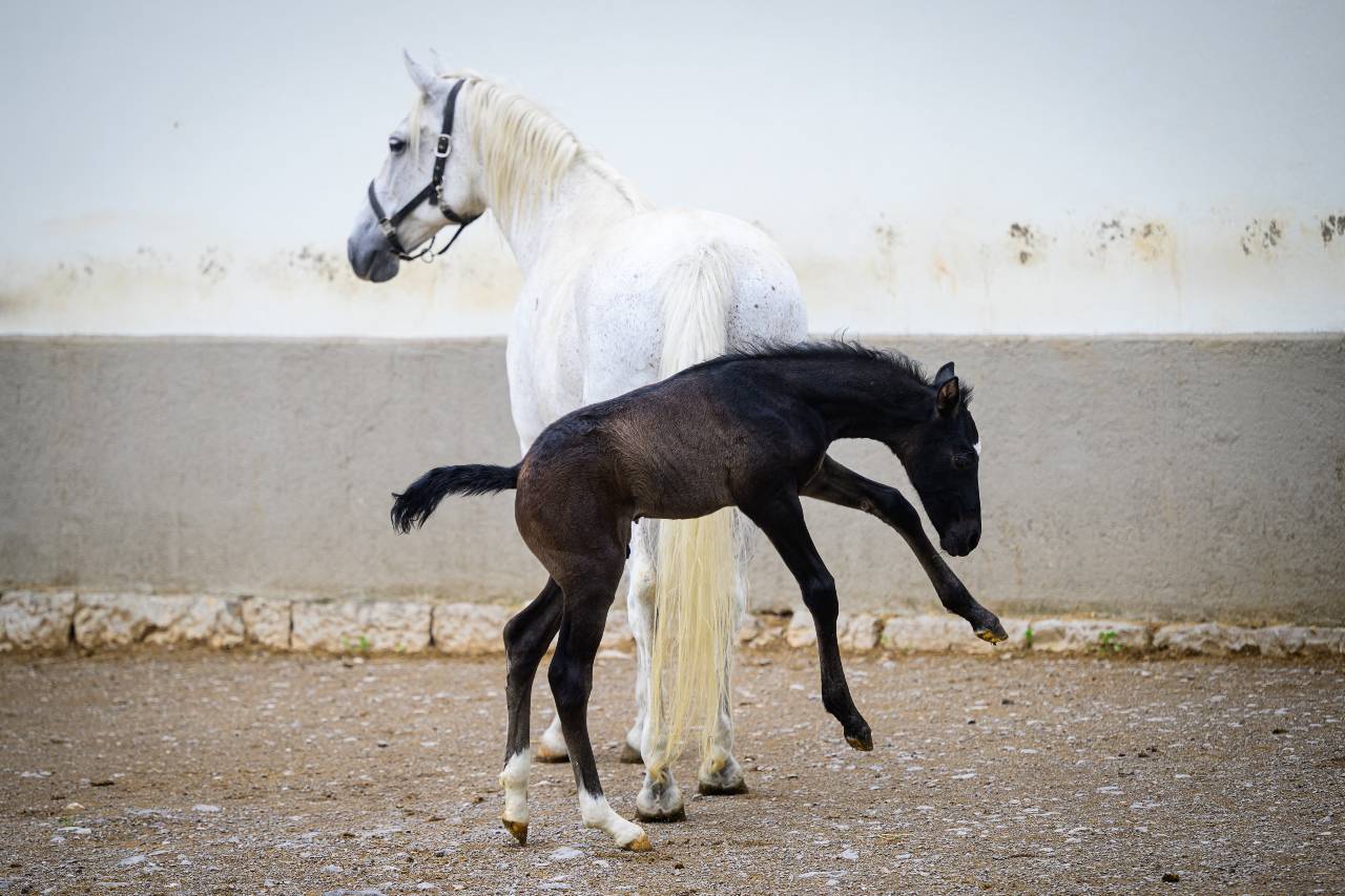 A mare and a foal of a Lipizzan horse breed play outside a stable in Lipica, Slovenia. /Jure Makovec/AFP