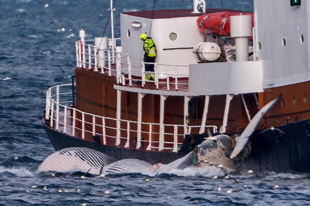 The Hvalur 9 ship transports a 20-meter fin whale off its hull to the processing plant in Hvalfjordur, near Reykjavik. /Halldor Klobeins/AFP