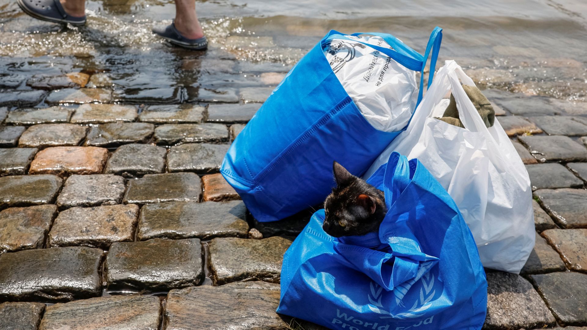 A rescued cat sits in a bag by the floodwaters. /Alina Smutko/Reuters